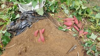 이서구님의 자유주제 · 자유게시판 작성글 사진