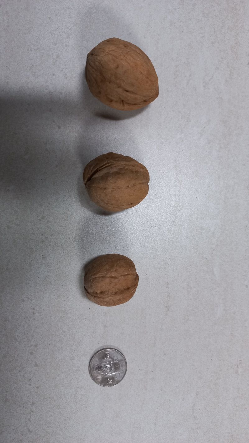 장터 상품 [호두 1kg] 썸네일