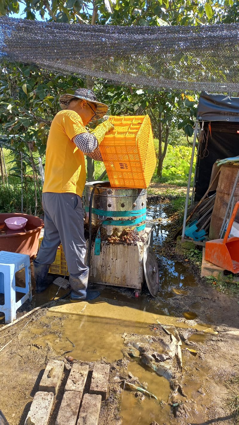 김노형님의 장터 판매 상품 [호두 1kg] 첨부 사진