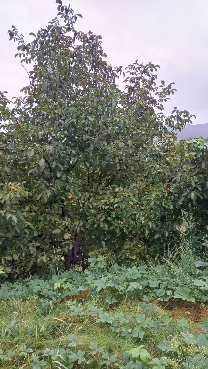 김노형님의 장터 판매 상품 [호두 1kg] 첨부 사진