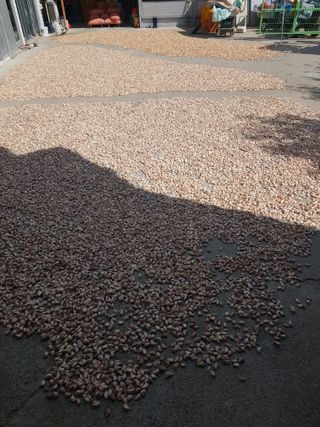 마늘 복숭아윤금자님의 자유주제 · 자유게시판 작성글 사진