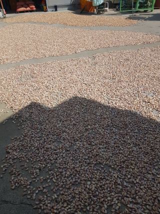 마늘 복숭아윤금자님의 자유주제 · 자유게시판 작성글 사진