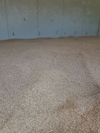 마늘 복숭아윤금자님의 자유주제 · 자유게시판 작성글 사진