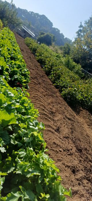 초보퍼머5도2촌준비님의 자유주제 · 자유게시판 작성글 사진