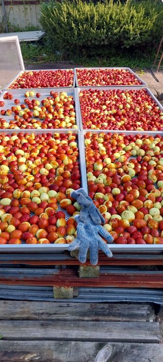 강신춘님의 고구마 · 영농일지 작성글 사진