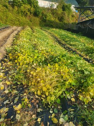 이상욱님의 들깨 · 영농일지 작성글 사진