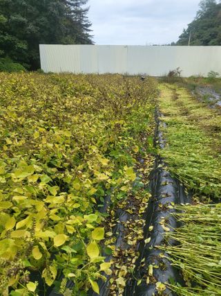 이상욱님의 들깨 · 영농일지 작성글 사진