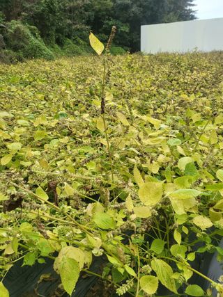 이상욱님의 들깨 · 영농일지 작성글 사진