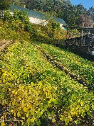 이상욱님의 들깨 · 영농일지 작성글 사진