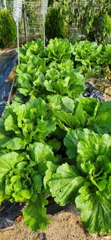 팜모닝 배추·영농일지 게시글 이미지