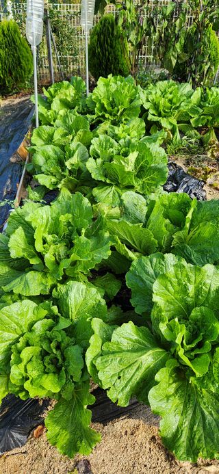 박희영님의 배추 · 영농일지 작성글 사진