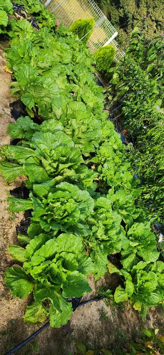 박희영님의 배추 · 영농일지 작성글 사진