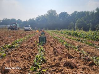 이순영님의 고구마 · 영농일지 작성글 사진
