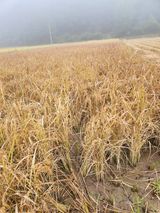 팜모닝 벼·영농일지 게시글 이미지