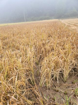 호산님의 벼 · 영농일지 작성글 사진