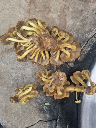 아쌰야로~님의 자유주제 · 사진전 작성글 사진