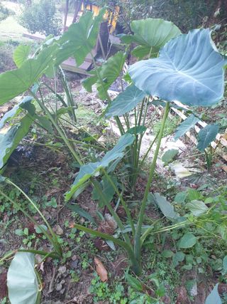 샤이니바다님의 기타작물 · 영농일지 작성글 사진