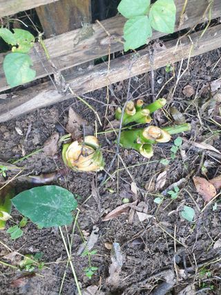 샤이니바다님의 기타작물 · 영농일지 작성글 사진