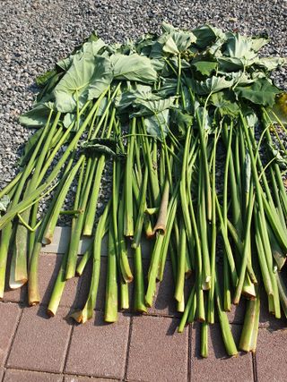 샤이니바다님의 기타작물 · 영농일지 작성글 사진