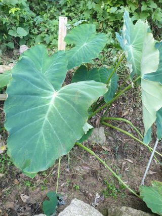 샤이니바다님의 기타작물 · 영농일지 작성글 사진