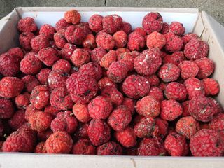 금동이네님의 자유주제 · 자유게시판 작성글 사진