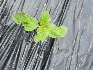 좋은여자님의 참깨 · 병해충상담 작성글 사진