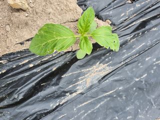 좋은여자님의 참깨 · 병해충상담 작성글 사진