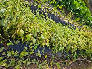 조정숙(1955)님의 자유주제 · 자유게시판 작성글 사진