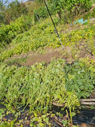 조정숙(1955)님의 자유주제 · 자유게시판 작성글 사진