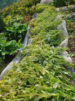 조정숙(1955)님의 자유주제 · 자유게시판 작성글 사진