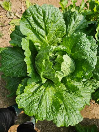 조정숙(1955)님의 자유주제 · 자유게시판 작성글 사진