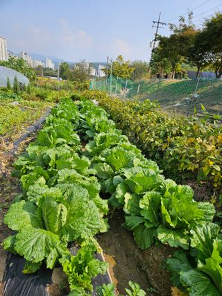 조정숙(1955)님의 자유주제 · 자유게시판 작성글 사진