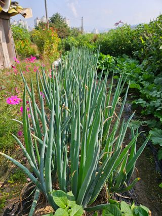 조정숙(1955)님의 자유주제 · 자유게시판 작성글 사진