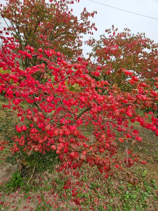 조정숙(1955)님의 자유주제 · 자유게시판 작성글 사진