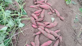 김진엽님의 고구마 · 영농일지 작성글 사진