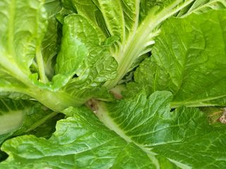 김희철님의 배추 · 병해충상담 작성글 사진