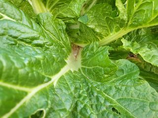 김희철님의 배추 · 병해충상담 작성글 사진