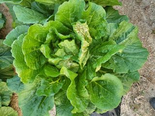 김희철님의 배추 · 병해충상담 작성글 사진