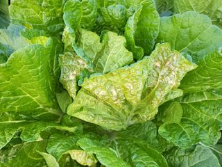 김희철님의 배추 · 병해충상담 작성글 사진