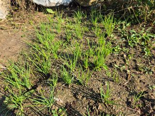 김숙향님의 기타작물 · 영농일지 작성글 사진