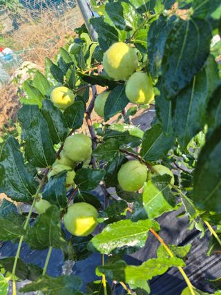 김숙향님의 기타작물 · 영농일지 작성글 사진