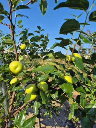 김숙향님의 기타작물 · 영농일지 작성글 사진