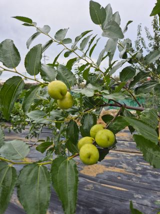 김숙향님의 기타작물 · 영농일지 작성글 사진
