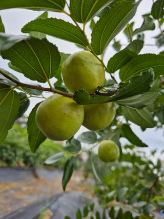 김숙향님의 기타작물 · 영농일지 작성글 사진