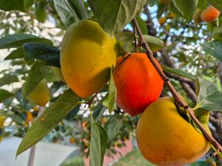 김숙향님의 기타작물 · 영농일지 작성글 사진