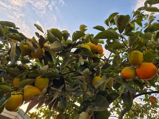 김숙향님의 기타작물 · 영농일지 작성글 사진