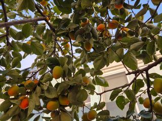 김숙향님의 기타작물 · 영농일지 작성글 사진