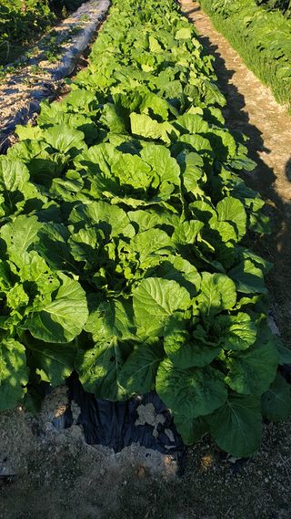 이상화님의 배추 · 영농일지 작성글 사진