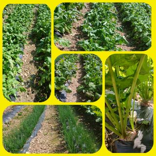 인생은 소풍처럼님의 자유주제 · 자유게시판 작성글 사진