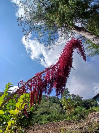 인생은 소풍처럼님의 [팜춘문예] 짧은 시 쓰기| 2024 · 참여글 작성글 사진
